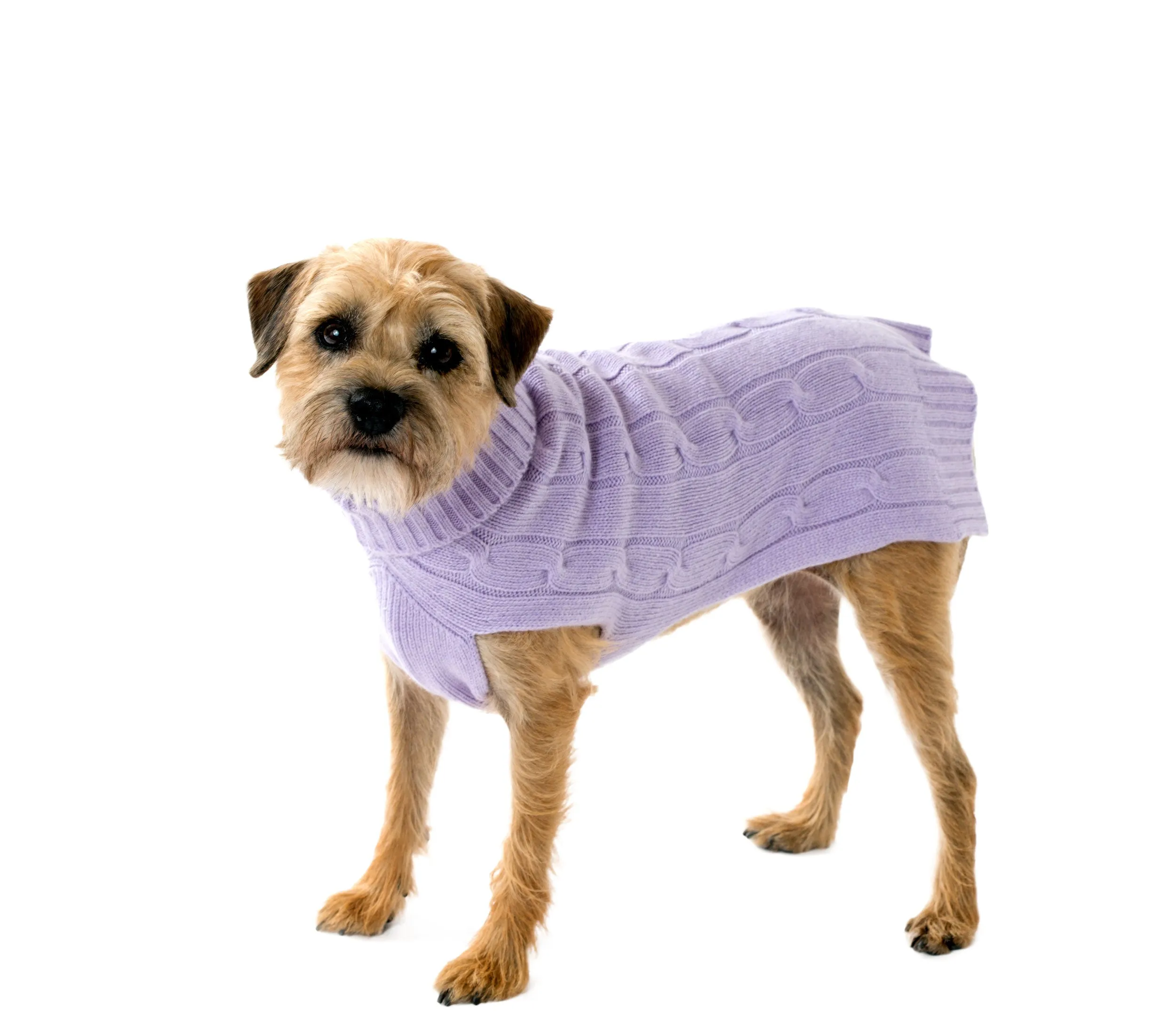 Cashmere Dog Solid Sweater - Lavender, Oatmeal & Fuschia